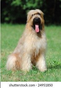 French Briard Dog, Stock Photo, Picture And Rights Managed Image Pic