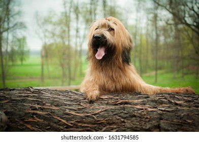 Briard in park with grass and tree.