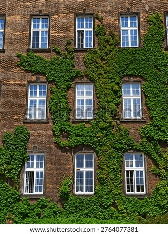 Brick building facade with white-framed windows partially covered by green climbing ivy, bright daylight, symmetrical window arrangement