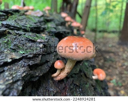 Brick cap mushrooms grow on a decomposing log. Indiana.