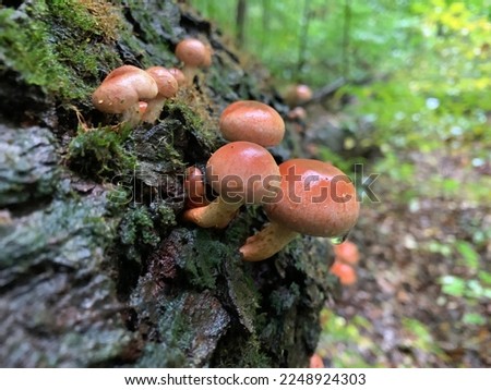 Brick cap mushrooms grow on a decomposing log. Indiana.
