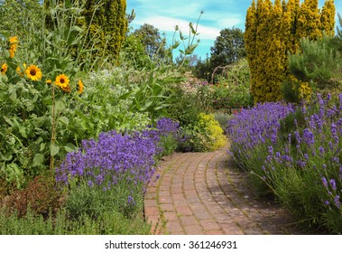 A Brick Pathway Edged with Lavender Plants (Lavandula) and Sunflowers (Helianthus) in a Country Cottage Garden in Rural Devon, England, UK - Shutterstock ID 361246931