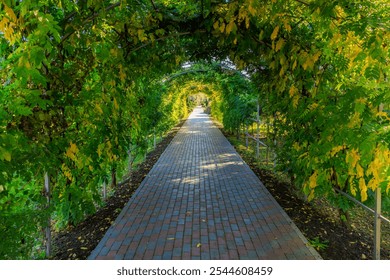 A brick walkway with a green archway leading through it. The archway is covered in vines and leaves, giving the impression of a tunnel. The walkway is lined with trees and plants, creating a peaceful - Powered by Shutterstock