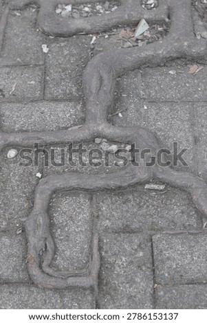 A brick walkway with a tree root growing out of it. The root is twisted and gnarled, and it seems to be growing out of the ground