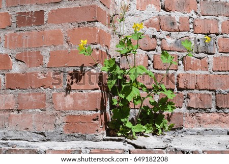 Similar – Image, Stock Photo search picture Summer