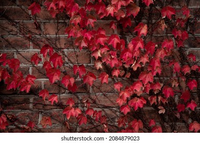 Brick wall braided with red ivy. Perfect for background.