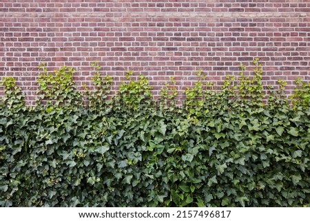 Brick wall covered with beautiful green ivy