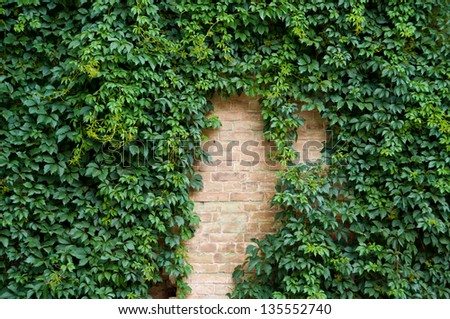 Brick wall covered with green ivy leaves.