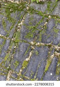 Brick wall, fine dark blue rocks or tiles, wall or roof of an old house, with vegetative moss growing everywhere, some greenery on rocks - Shutterstock ID 2278008315