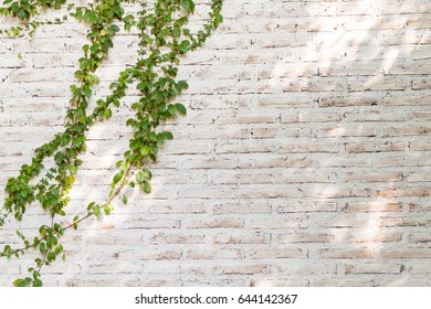 17,731 Brick wall with creeper Images, Stock Photos & Vectors ...