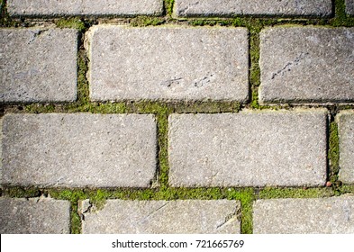 Moss Trying Grow Inbetween Cobbled Pavement Stock Photo (Edit Now ...