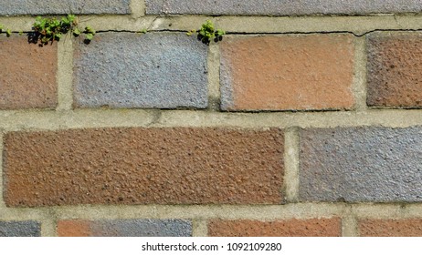 Brick wall with some tiny plants