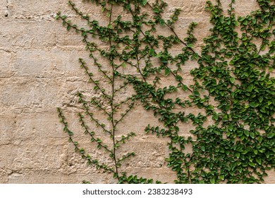 Brick wall textured background or wallpaper with climbing ivy vine.