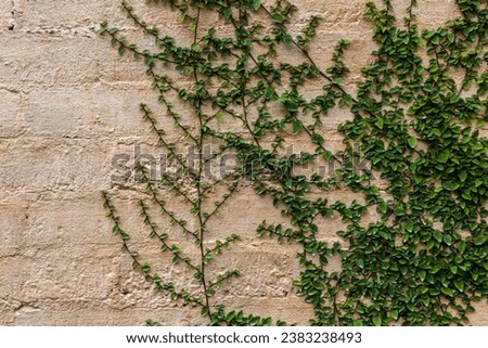 Brick wall textured background or wallpaper with climbing ivy vine.