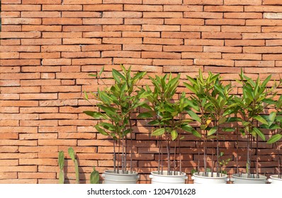 Brick wall and trees