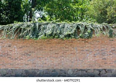 Brick wall and vegetation