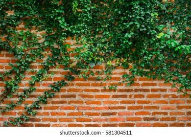 Brick Wall and Vine background texture