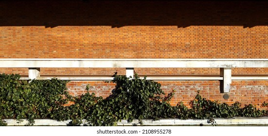 Brick wall and a white concrete railing with ivy in front. Background for copy space.