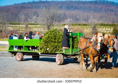 Brickerville, PA, USA - December 5, 2015: An Amish Woman Drives A Horse-drawn Wagon At A Christmas Tree Farm Where Customers Go Into The Grove To Pick And Cut Their Tree.