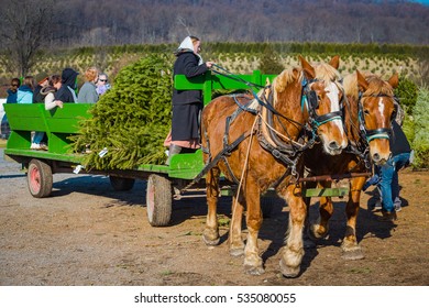 Brickerville, PA, USA - December 5, 2015: An Amish Woman Drives A Horse-drawn Wagon At A Christmas Tree Farm Where Customers Go Into The Grove To Pick And Cut Their Tree.