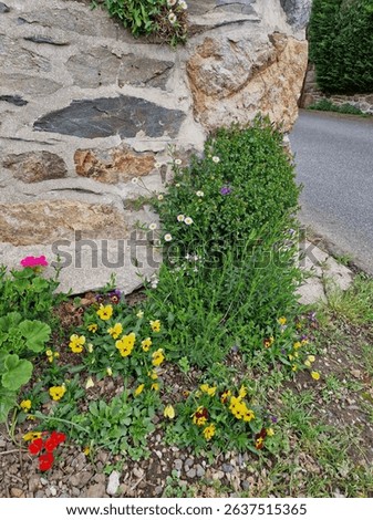 Bricks wall in the background.  Mediterranean scene.  Greenery. Lush foliage. Blooming plants. Flower petals and buds. Rural place. Natural environment.  Outdoors. Color photography.  Close-up.