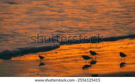 Brid chasing the wave when sun rise | 日出海边逐浪的小鸟
