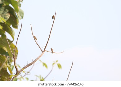 brid   tree   sky