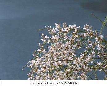 Bridal Broom Flowers And A Lake In The Back.