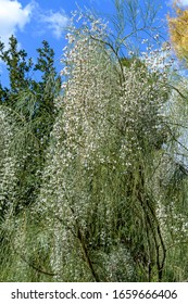 Bridal Broom (Retama, Genista Monosperma) Bush With Whte Flowers