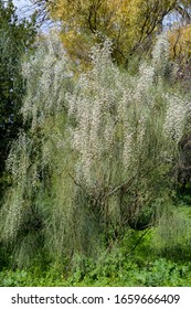 Bridal Broom (Retama, Genista Monosperma) Bush With Whte Flowers