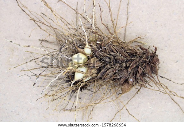 Bridal Veil Asparagus Declinatus Roots Tubers Stock Photo 1578268654 