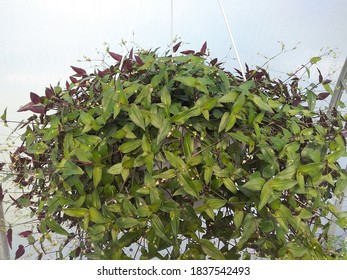 Bridal Veil Flowering Vine Red