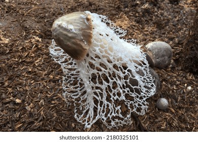 Bridal Veil Fungus (Phallus Indusiatus) Is A Fungus That Causes A Foul Odor In The Division Basidiomycota