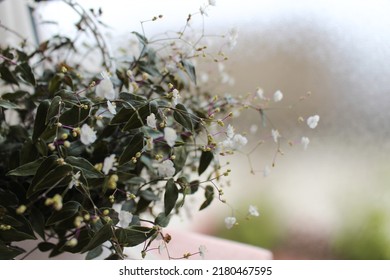 The Bridal Veil Plant, White Flowers