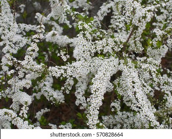  Bridal Wreath 