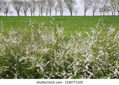 A Bridal Wreath Of Flowers