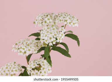 Bridal Wreath Isolated In Pink Background