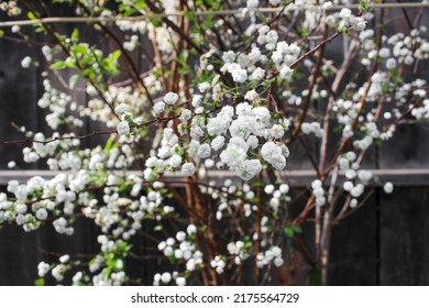 Bridal Wreath Spirea (Spirea Prunifolia)