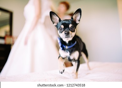 Bride And Dog