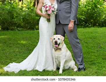 bride groom dog