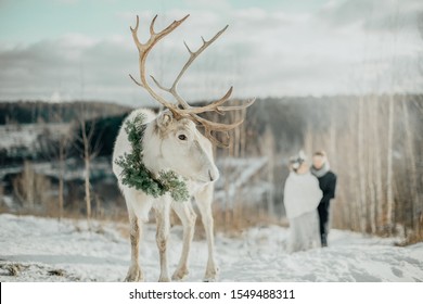 The Bride And Groom Stand Behind The Deer. Unusual Winter Wedding.