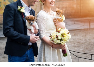 Bride and groom with their dogs. Wedding couple having fun with two little dogs