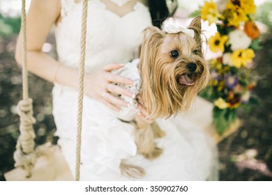 bride holds a wedding dog