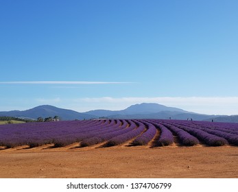 Bridestowe Lavender Farm Tasmania