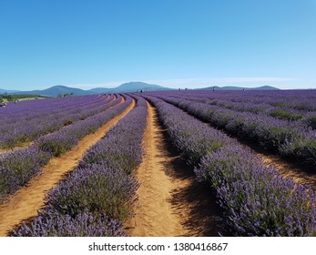 Bridestowe Lavender Farm Tasmania