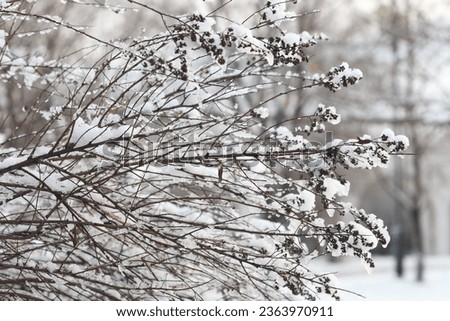 Bridewort Spiraea on white snow background. Dry flowers of Bridewort Spiraea Close-up. Winter view.