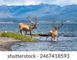 Bridge Bay, Yellowstone Lake, Yellowstone, Wyoming...