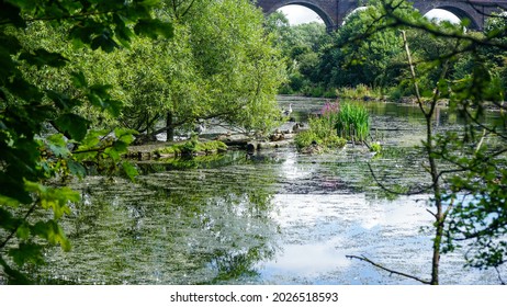 Bridge And Birds In Reddish Vale Country Park	