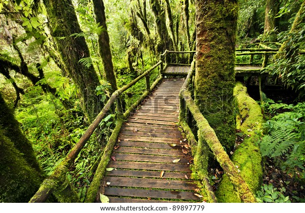 Bridge Connect Road Jungle Rainy Season Nature Stock Image 7779