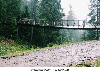 Bridge in the forest